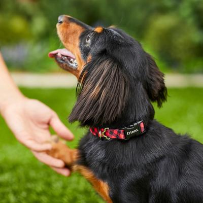 Show full view: Frisco Buffalo Check Dog Collar, SM - Neck: 10 – 14-in, W: 5/8-in slide 4 of 5