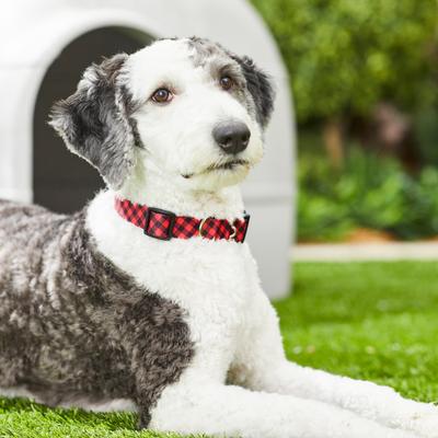 Show full view: Frisco Buffalo Check Polyester Personalized Dog Collar, LG - Neck: 18-26-in, Width: 1-in slide 6 of 7