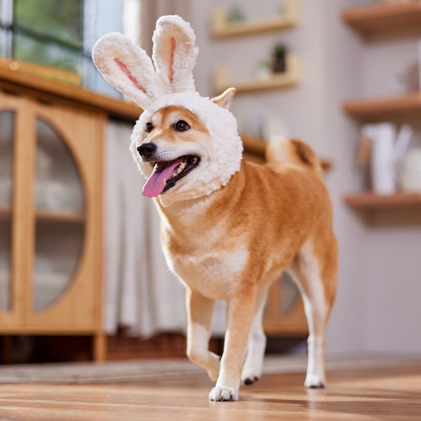 Frisco Bunny Ears Dog & Cat Costume Accessory