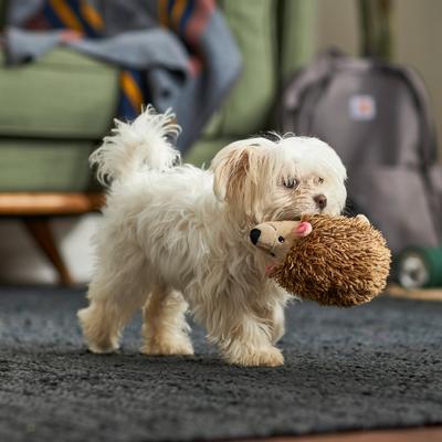 Show full view: Frisco Hedgehog Plush Squeaky Dog Toy, Small slide 3 of 4