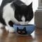 Show in main carousel: Frisco Cat Face Non-skid Ceramic Cat Bowl, Blue, 1 cup, 1 count slide 3 of 6