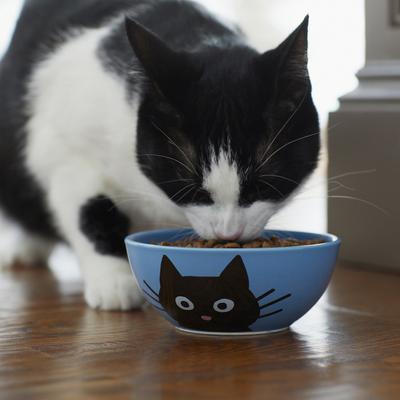 Show full view: Frisco Cat Face Non-skid Ceramic Cat Bowl, Blue, 1 cup, 1 count slide 3 of 6