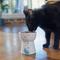 Show in main carousel: Frisco Cat Print Non-Skid Elevated Ceramic Cat Bowl, Tall, Multi Color, 1 cup slide 3 of 8