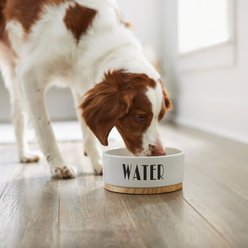 Frisco Ceramic Water Dog & Cat Bowl with Wood Base, Medium: 4 cup slide 2 of 5