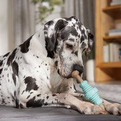 Frisco Chicken Flavored Textured Bone Nylon & TPR Dental Chew Dog Toy for Moderate Chewers, X-Large slide 2 of 8