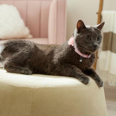 Show full view: Frisco Chiffon Flower Cat Collar, Pink, 8 to 12-in neck, 3/8-in wide slide 4 of 6