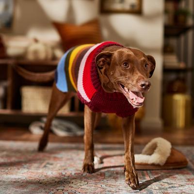 Show full view: Frisco Chunky Knit Multi-Stripe Dog & Cat Sweater, X-Large slide 6 of 8