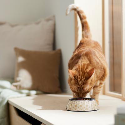 Show full view: Frisco Circle Design Stainless Steel Dog & Cat Bowl, Small: 1.5 cup slide 4 of 9