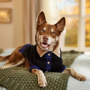 Frisco Collared Dog & Cat Sweater Cardigan, Black, X-Large