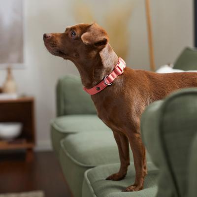Show full view: Frisco Comfort Padded Dog Collar, Faded Rose, Small slide 5 of 7