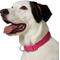Show in main carousel: Frisco Comfort Padded Dog Collar, Fuchsia, Large/X-Large slide 4 of 10
