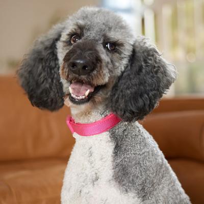 Show full view: Frisco Comfort Padded Dog Collar, Fuchsia, Large/X-Large slide 7 of 10