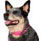 Show in main carousel: Frisco Comfort Padded Dog Collar, Fuchsia, Medium slide 3 of 9