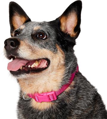 Show full view: Frisco Comfort Padded Dog Collar, Fuchsia, Medium slide 3 of 9