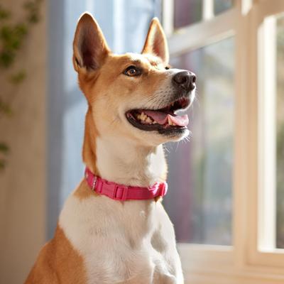 Show full view: Frisco Comfort Padded Dog Collar, Fuchsia, Medium slide 6 of 9