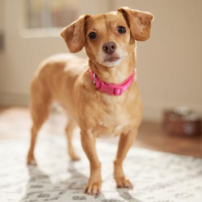 Show full view: Frisco Comfort Padded Dog Collar, Fuchsia, Small slide 7 of 10