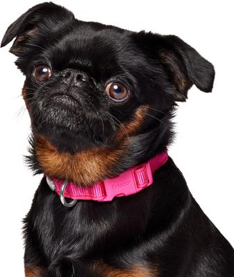 Show full view: Frisco Comfort Padded Dog Collar, Fuchsia, Small slide 4 of 10