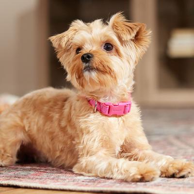 Show full view: Frisco Comfort Padded Dog Collar, Fuchsia, X-Small slide 6 of 9