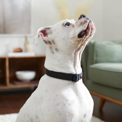 Show full view: Frisco Comfort Padded Dog Collar, Jet Black, Medium slide 6 of 8