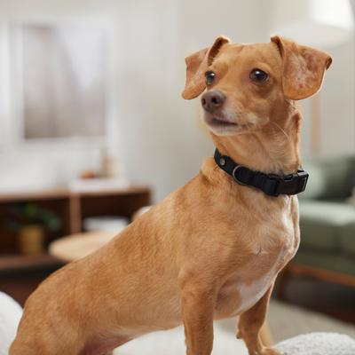 Show full view: Frisco Comfort Padded Dog Collar, Jet Black, X-Small slide 5 of 7