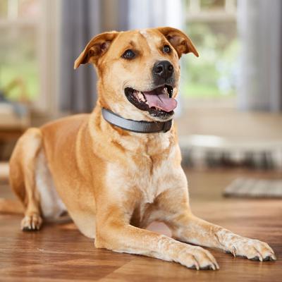 Show full view: Frisco Comfort Padded Dog Collar, Lava Smoke, Large/X-Large slide 6 of 9