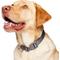 Show in main carousel: Frisco Comfort Padded Dog Collar, Lava Smoke, Large/X-Large slide 3 of 9