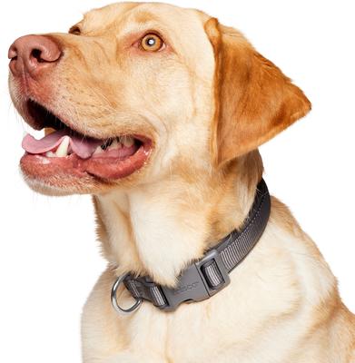 Show full view: Frisco Comfort Padded Dog Collar, Lava Smoke, Large/X-Large slide 3 of 9