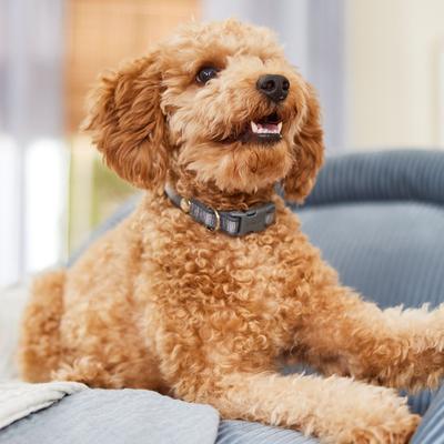 Show full view: Frisco Comfort Padded Dog Collar, Lava Smoke, Small slide 6 of 9