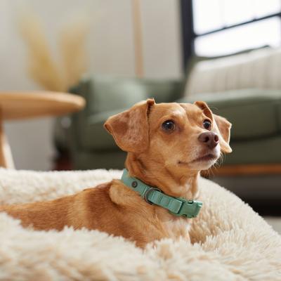 Show full view: Frisco Comfort Padded Dog Collar, Malachite Green, Small slide 5 of 7