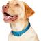 Show in main carousel: Frisco Comfort Padded Dog Collar, Midnight Blue, Large/X-Large slide 4 of 10