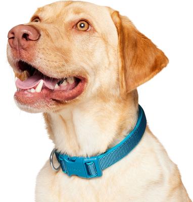 Show full view: Frisco Comfort Padded Dog Collar, Midnight Blue, Large/X-Large slide 4 of 10