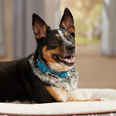 Show full view: Frisco Comfort Padded Dog Collar, Midnight Blue, Medium slide 7 of 10