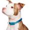 Show in main carousel: Frisco Comfort Padded Dog Collar, Midnight Blue, Medium slide 4 of 10