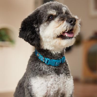 Show full view: Frisco Comfort Padded Dog Collar, Midnight Blue, Small slide 6 of 9