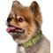 Show in main carousel: Frisco Comfort Padded Dog Collar, Mosstone Green, X-Small slide 3 of 9