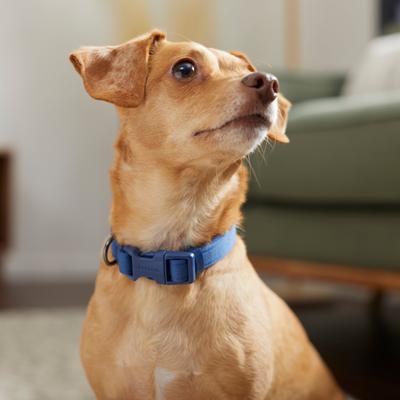 Show full view: Frisco Comfort Padded Dog Collar, True Navy, Small slide 5 of 7
