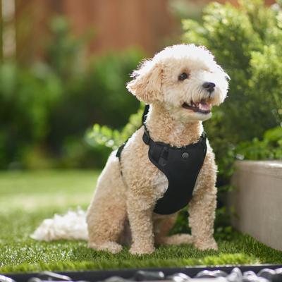 Show full view: Frisco Comfort Padded Dog Harness, Jet Black, Medium slide 5 of 7
