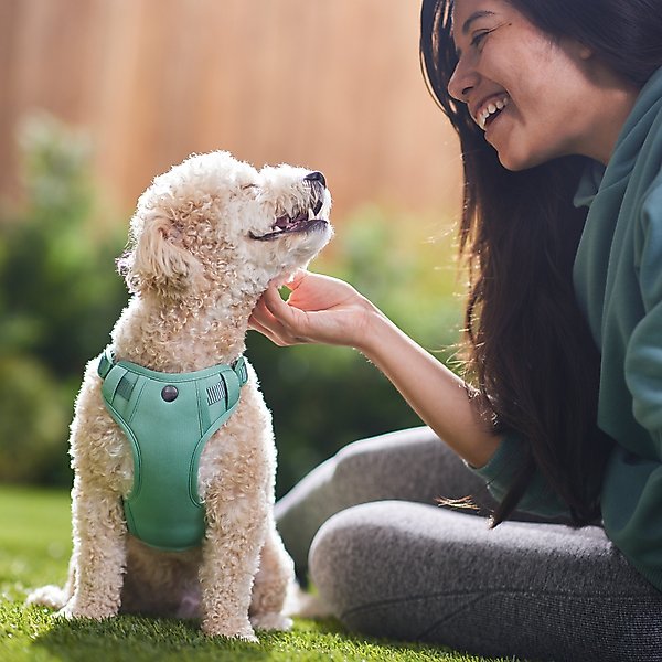 Show full view: Frisco Comfort Padded Dog Harness, Malachite Green, Medium slide 5 of 7