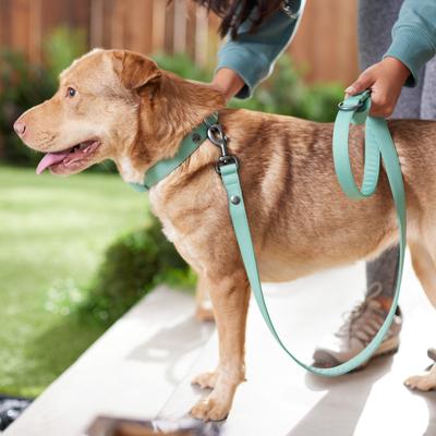 Show full view: Frisco Comfort Padded Dog Leash, Malachite Green, Large slide 4 of 6