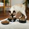 Show in main carousel: Frisco Complete Travel Stainless Steel Dog & Cat Feeder Bowl, Black, Small slide 4 of 9
