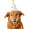 Show in main carousel: Frisco Confetti Dog & Cat Birthday Hat, Medium/Large slide 1 of 8