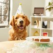 Show in main carousel: Frisco Confetti Dog & Cat Birthday Hat, Medium/Large slide 5 of 8