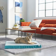 Frisco Cooling Orthopedic Pillow Dog Bed with Removable Cover, Blue, Large