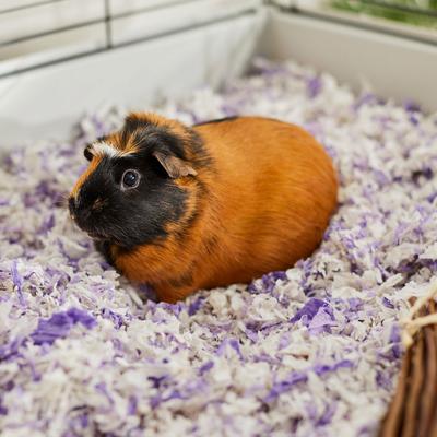 Show full view: Frisco Corner Litter Box, Navy, Small + Small Animal Bedding, Lavender slide 9 of 9