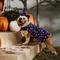 Show in main carousel: Frisco Cosmic Witch Dog & Cat Costume, Large slide 7 of 9