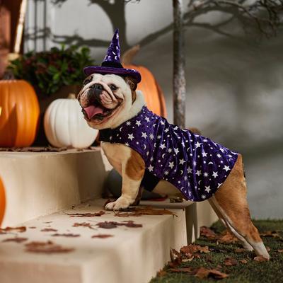 Show full view: Frisco Cosmic Witch Dog & Cat Costume, Large slide 7 of 9