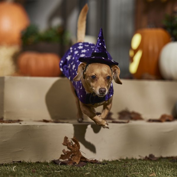 Frisco Cosmic Witch Dog & Cat Costume