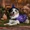 Show in main carousel: Frisco Cosmic Witch Dog & Cat Costume, X-Large slide 7 of 9