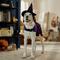 Show in main carousel: Frisco Cosmic Witch Dog & Cat Costume, XX-Large slide 6 of 8