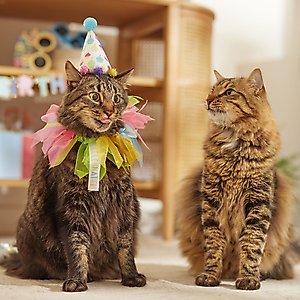 Frisco Cupcake Party Hat & Ruffle Collar Cat Birthday Costume, One Size